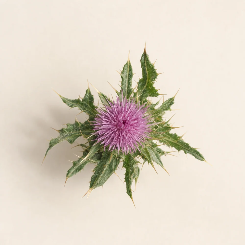 Milk Thistle  200 mg